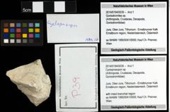 Foto (Objekt + Etiketten) von Cycloprosopon sp. 